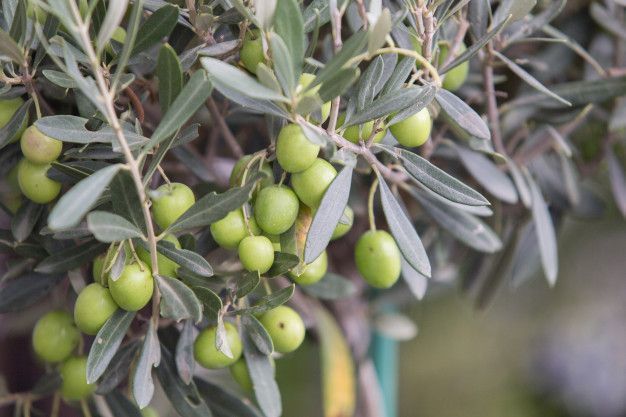 olivo-fruto-cosecha-aceite_212328-191