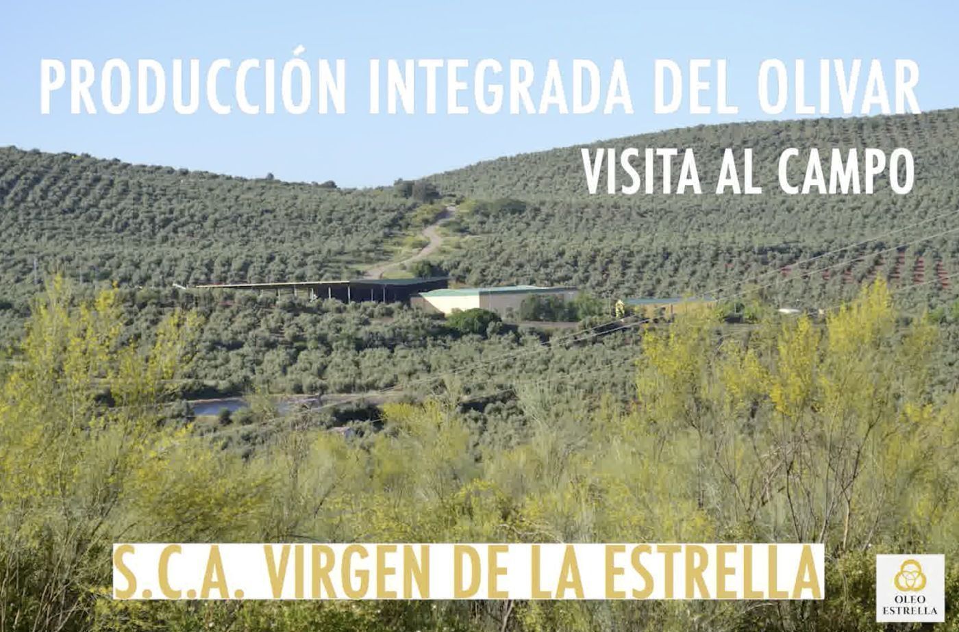 Producción Integrada en el Olivar