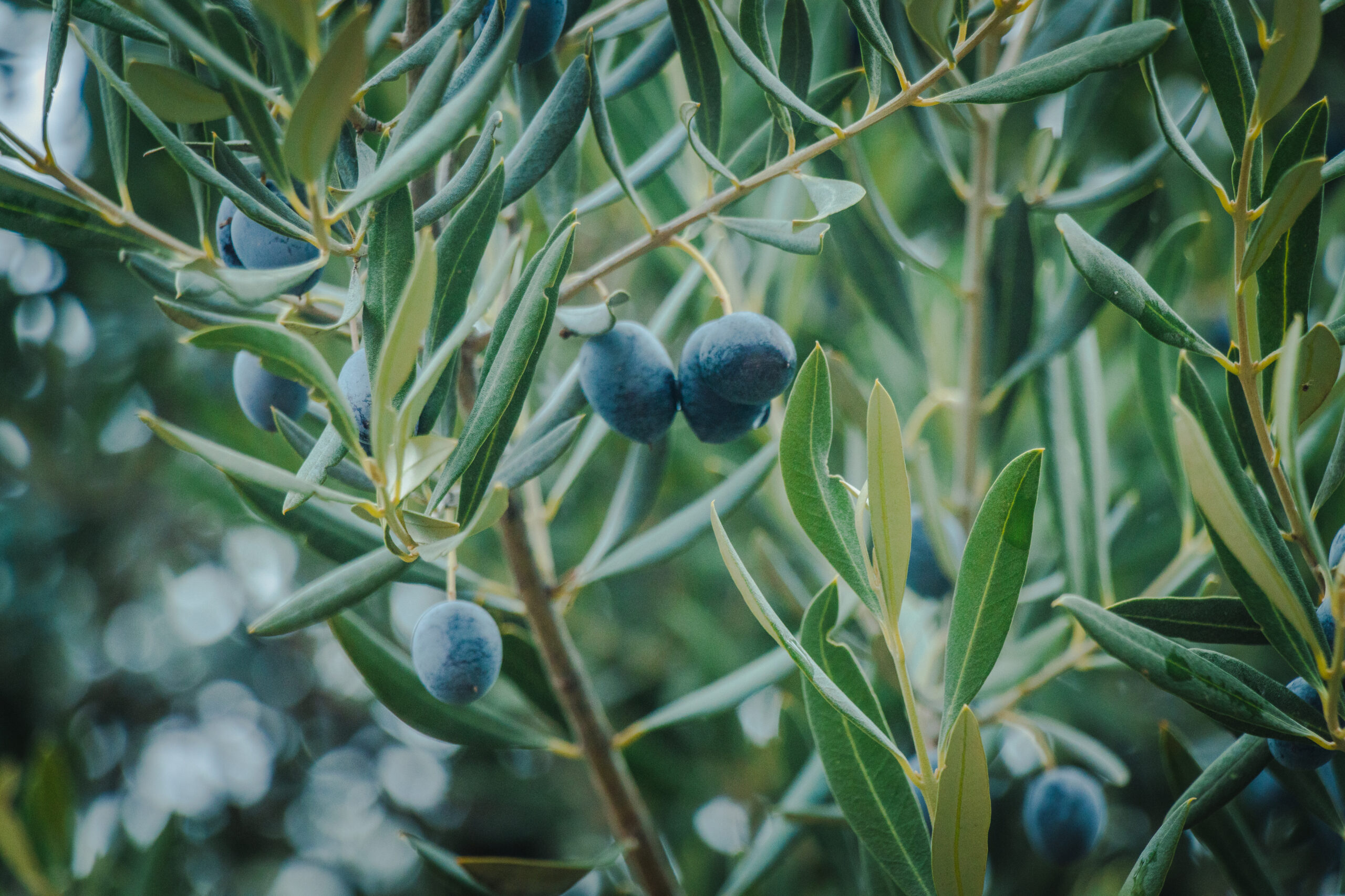 Olive tree brunch